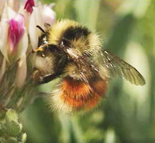 forest bumblebee graphic